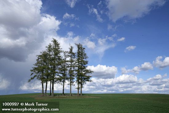 Douglas-firs in wheat field