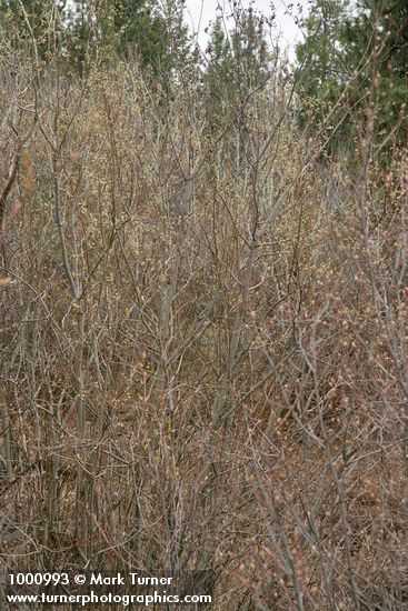 Scouler's Willow (female)