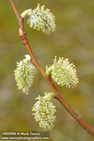 Scouler's Willow female catkins detail