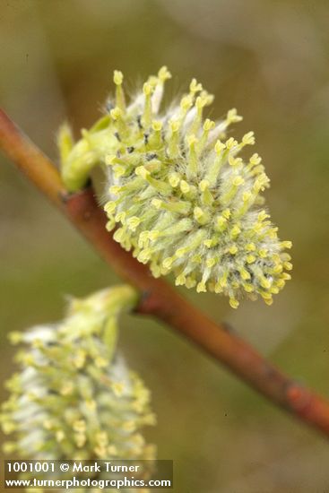 Scouler's Willow female catkins detail