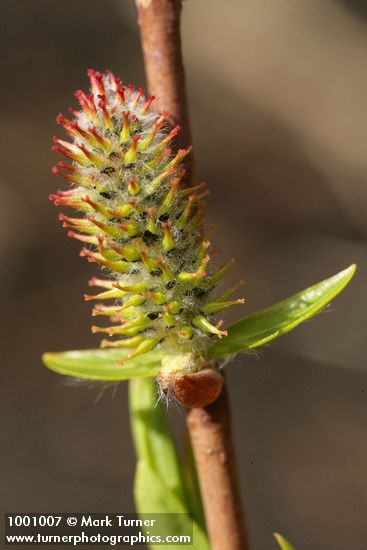 Peachleaf Willow female catkin detail