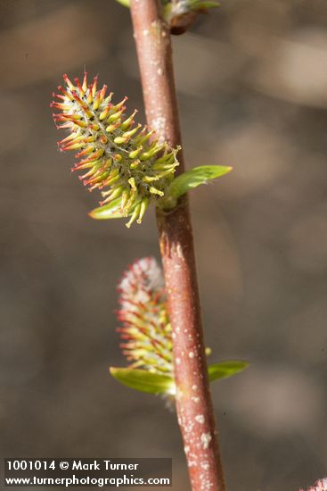 Peachleaf Willow female catkins