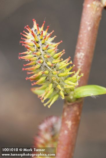 Peachleaf Willow female catkin detail