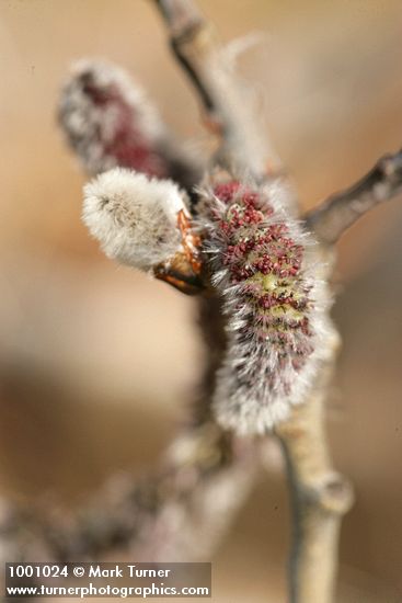 Quaking Aspen male & female catkins