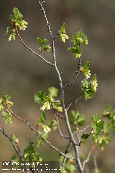 Squaw Currant blossoms & emerging foliage
