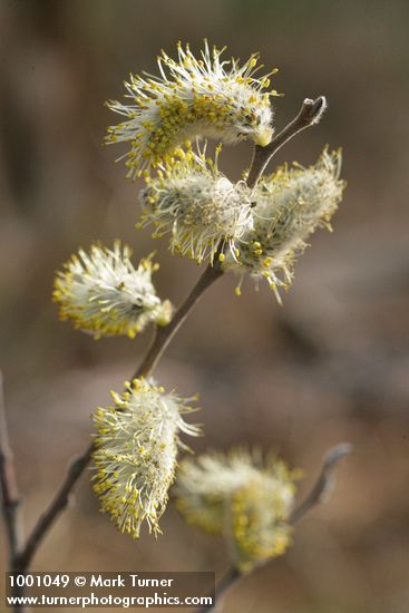Scouler's Willow male catkins