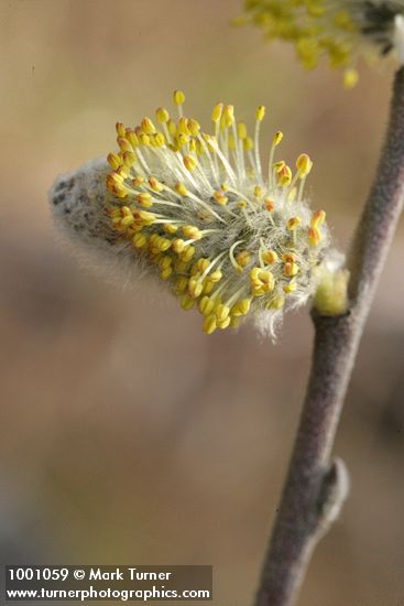Scouler's Willow male catkin detail