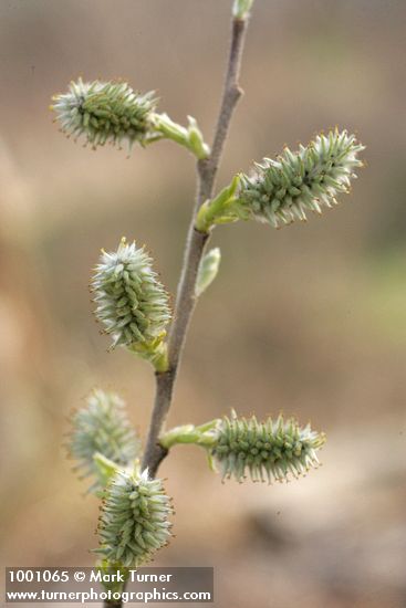 Scouler's Willow female catkins