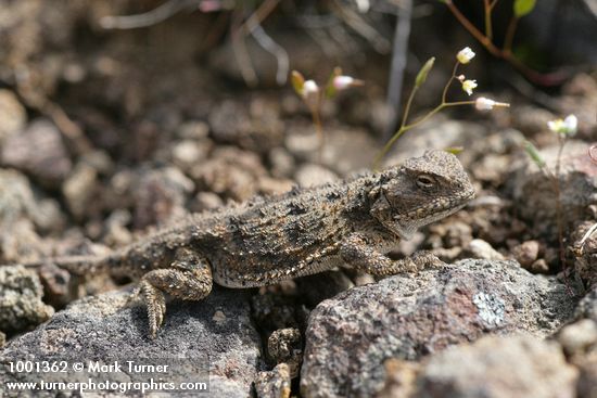 Pygmy Horned Lizard