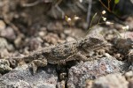 Pygmy Horned Lizard