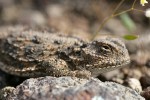 Pygmy Horned Lizard head detail