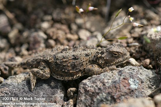 Pygmy Horned Lizard