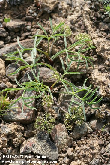 Hoover's Umbrella-wort (just finished flowering)