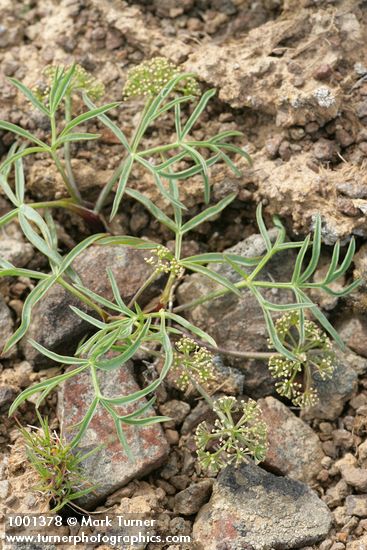 Hoover's Umbrella-wort (just finished flowering)