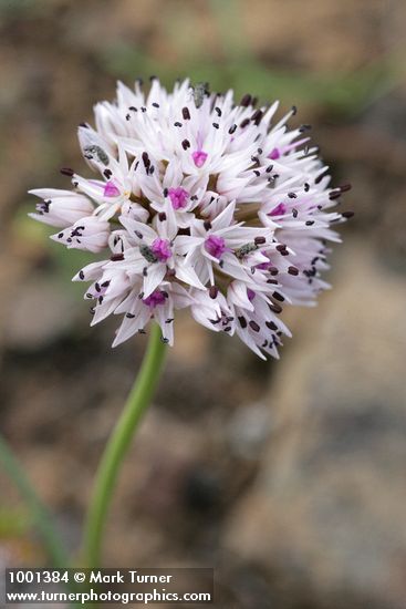 Rock Onion blossoms detail