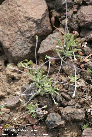 Spreading Pussytoes (female)