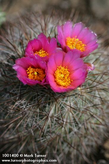 Hedgehog Cactus