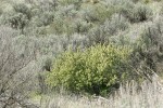 Wax Currant among Sagebrush