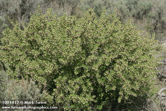 Wax Currant among Sagebrush