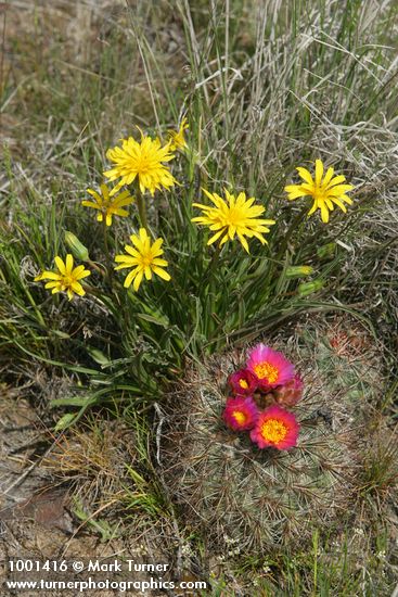 False Agoseris w/ Hedgehog Cactus