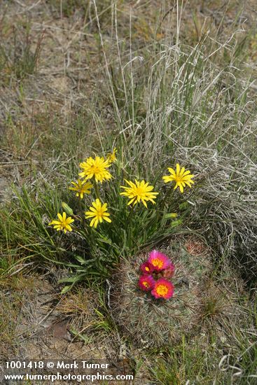 False Agoseris w/ Hedgehog Cactus