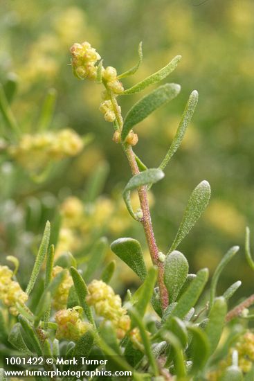 Spiny Hopsage male blossoms & foliage detail