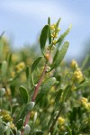 Spiny Hopsage male blossoms & foliage detail