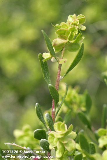 Spiny Hopsage female blossoms & foliage detail