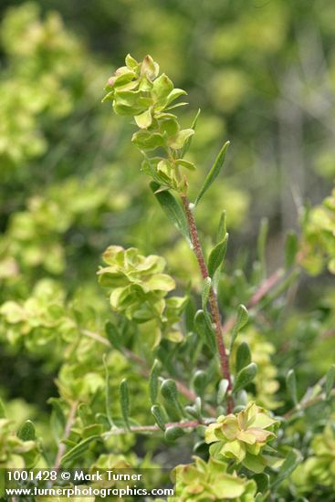Spiny Hopsage female blossoms & foliage detail
