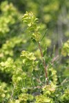 Spiny Hopsage female blossoms & foliage detail