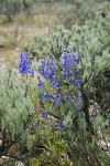 Upland Larkspur among Stiff Sagebrush