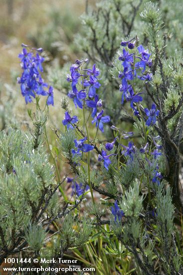 Upland Larkspur among Stiff Sagebrush