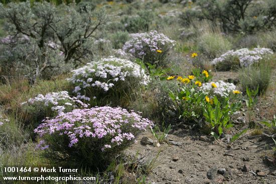 Showy Phlox