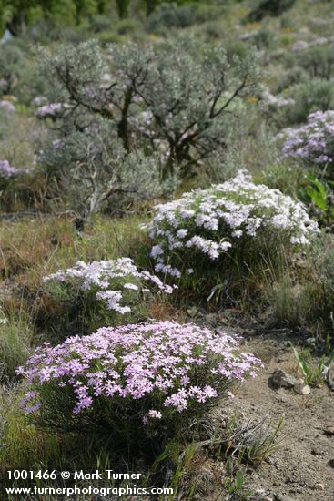 Showy Phlox