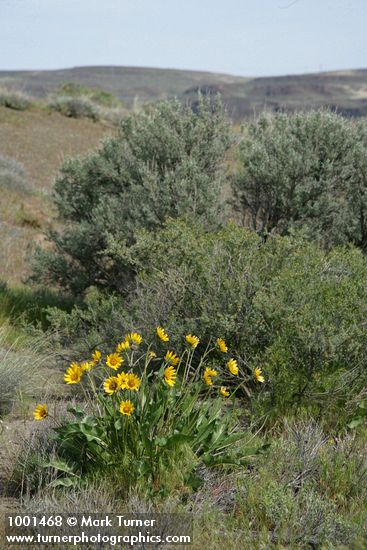 Carey's Balsamroot w/ Spiny Hopsage & Sagebrush bkgnd