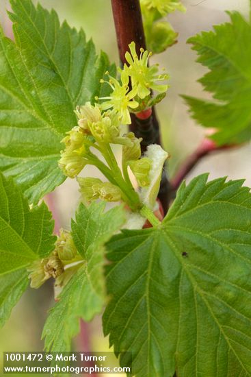 Douglas Maple blossoms & young foliage detail