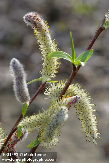 MacKenzie's Willow  male catkins & emerging foliage