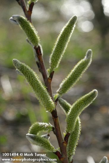 Arroyo Willow male catkins