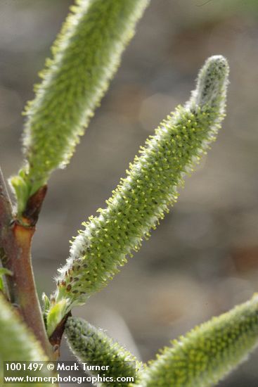 Arroyo Willow male catkins detail