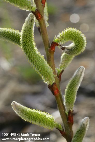 Arroyo Willow male catkins detail