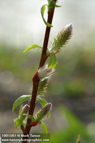 MacKenzie's Willow  female catkins & emerging foliage