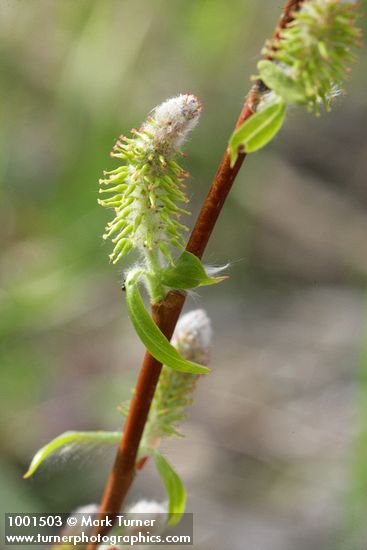 MacKenzie's Willow  female catkins & emerging foliage