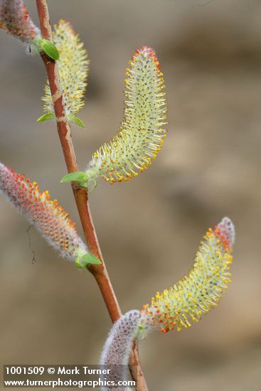 MacKenzie's Willow  male catkins & emerging foliage detail