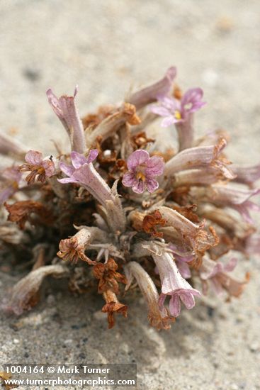 Sand-dune Broomrape