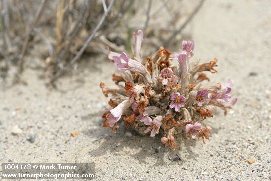 Sand-dune Broomrape