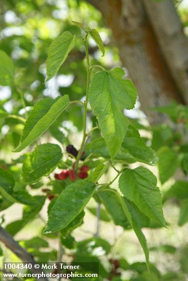 White Mulberry fruit & foliage