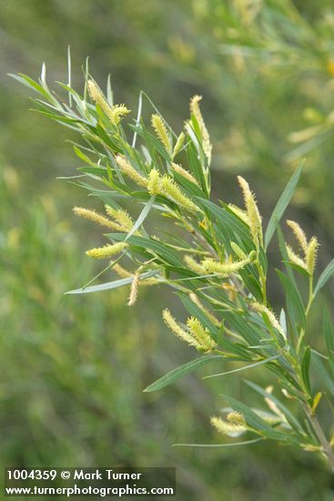 Coyote Willow (male) aments & foliage