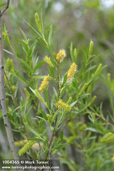 Coyote Willow (female) aments & foliage
