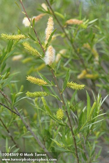 Coyote Willow (female) aments & foliage