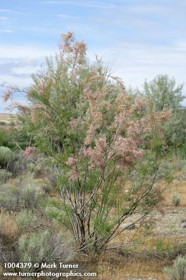 Smallflower Tamarisk